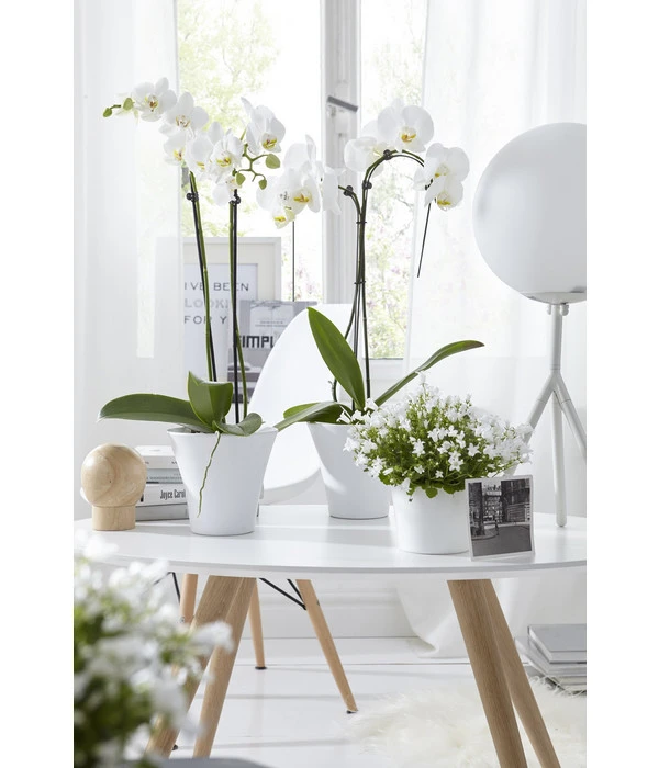 Schmetterlingsorchidee - Phalaenopsis Cultivars 'Umbrella', Verschiedene Sorten 10 Schmetterlingsorchidee - Phalaenopsis Cultivars 'Umbrella', Verschiedene Sorten – Bild 10