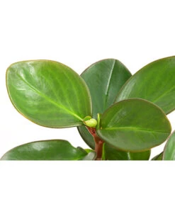 Peperomie - Peperomia Obtusifolia 'Red Margin' -Wurzel Herz Verkaufsgeschäft 8252405 PR DE 001 PeperomieObtusfoliaRedMarginT12DehnerExpressHerzig