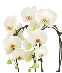 Schmetterlingsorchidee - Phalaenopsis Cultivars 'Cascade', Verschiedene Sorten -Wurzel Herz Verkaufsgeschäft 8253346 WE DE 001 PhalaenopsisSchmetterlingsorchideeCascade2TrWeissHerzig
