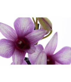 Traubenorchidee - Dendrobium Compactum 'Polar Fire' 3 Traubenorchidee - Dendrobium Compactum 'Polar Fire' -Wurzel Herz Verkaufsgeschäft 8253833 PR DE 001 DendrobiumPolarFire2TrieberT11DehnerExpressZS