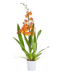 Cambria-Orchidee - Cambria-Hybride 'Catatanthe'