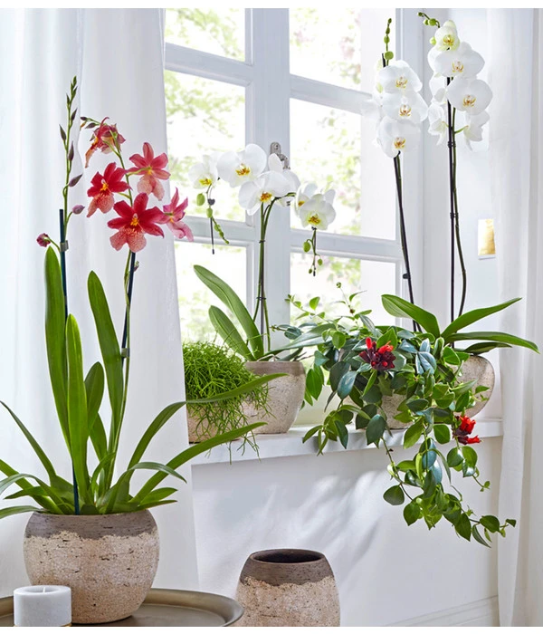 Schmetterlingsorchidee - Phalaenopsis Cultivars 'Umbrella', Verschiedene Sorten 9 Schmetterlingsorchidee - Phalaenopsis Cultivars 'Umbrella', Verschiedene Sorten – Bild 9