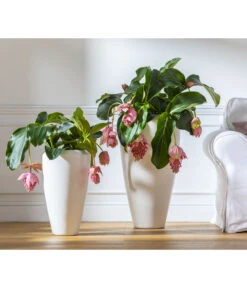 Medinille - Medinilla Magnifica -Wurzel Herz Verkaufsgeschäft 8266157 WE MO 004 Medinilla2021GC08