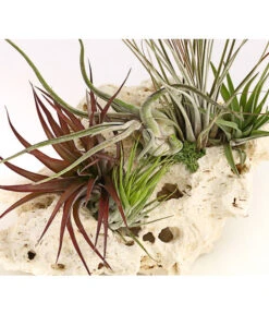 Tillandsien-Arrangement Auf Sansibar Rock - Tillandsia Hybride, 5-teilig 4 Tillandsien-Arrangement Auf Sansibar Rock - Tillandsia Hybride, 5-teilig -Wurzel Herz Verkaufsgeschäft 8270316 WE DE 001 TIllandsienAufSansibarRockXXL5PflanzenDehnerExpressHerzig