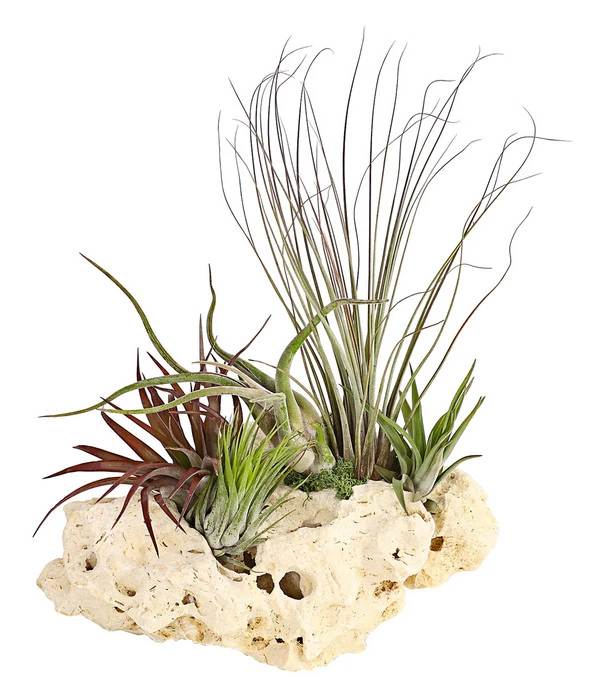 Tillandsien-Arrangement Auf Sansibar Rock - Tillandsia Hybride, 5-teilig 1 Tillandsien-Arrangement Auf Sansibar Rock - Tillandsia Hybride, 5-teilig