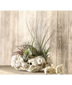 Tillandsien-Arrangement Auf Sansibar Rock - Tillandsia Hybride, 5-teilig 5 Tillandsien-Arrangement Auf Sansibar Rock - Tillandsia Hybride, 5-teilig -Wurzel Herz Verkaufsgeschäft 8270316 WE MO 001 TIllandsienAufSansibarRockXXL5PflanzenDehnerExpressHerzig