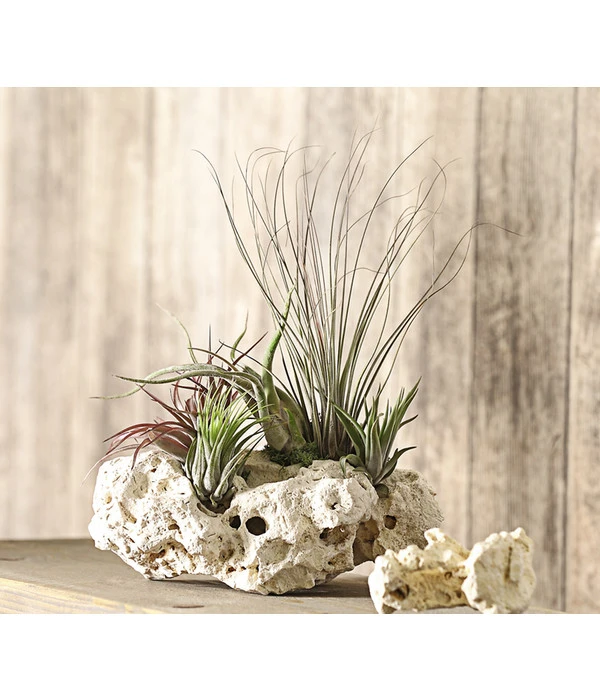 Tillandsien-Arrangement Auf Sansibar Rock - Tillandsia Hybride, 5-teilig 3 Tillandsien-Arrangement Auf Sansibar Rock - Tillandsia Hybride, 5-teilig – Bild 3