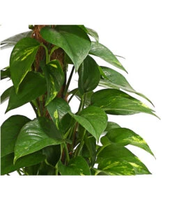 Efeutute - Epipremnum Aureum Am Moosstab -Wurzel Herz Verkaufsgeschäft 8272569 WE DE 001 EphipremnumMoostabT15DehnerExpressHerzig