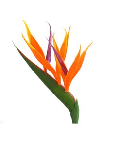 Paradiesvogelblume -Wurzel Herz Verkaufsgeschäft 8276446 WE DE 001 StrelitziaReginaeParadiesvogelblumeDehnerExpressHerzig