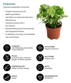 Purpurtute - Syngonium Podophyllum 'Arrowhead' -Wurzel Herz Verkaufsgeschäft 8278038 WE IG 001 Purpurtute