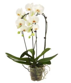 Schmetterlingsorchidee - Phalaenopsis Cultivars 'Cascade', Verschiedene Sorten -Wurzel Herz Verkaufsgeschäft 8280943 8280901 8253346 8254112 PR FS 001 PhalaenopsisSchmetterlingsorchideeCascade2TrWeiss1
