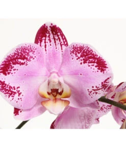 Schmetterlingsorchidee - Phalaenopsis Cultivars 'Cascade', Verschiedene Sorten -Wurzel Herz Verkaufsgeschäft 8280943 PR DE 001 JuwelPhalaenopsisPinkDancer