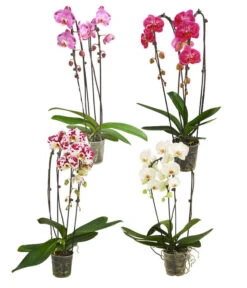 Wurzel Herz Verkaufsgeschäft 12 Schmetterlingsorchidee - Phalaenopsis Cultivars 'Cascade', Verschiedene Sorten