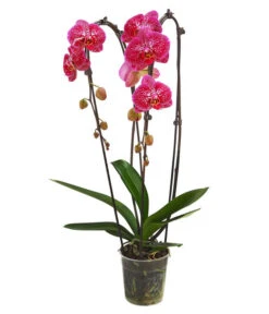 Schmetterlingsorchidee - Phalaenopsis Cultivars 'Cascade', Verschiedene Sorten -Wurzel Herz Verkaufsgeschäft 8280943 PR FS 001 PhalaenopsisCascadeMix 011