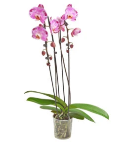 Schmetterlingsorchidee - Phalaenopsis Cultivars 'Cascade', Verschiedene Sorten -Wurzel Herz Verkaufsgeschäft 8280943 PR FS 001 PhalaenopsisCascadeMix 02