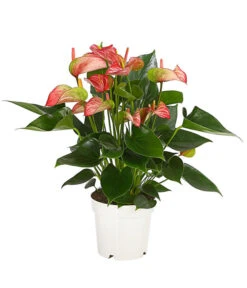 Flamingoblume - Anthurium Andreanum 'Livium'