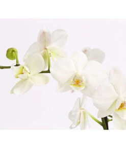 Schmetterlingsorchidee - Phalaenopsis Cultivars 'Multiflora' 4 Schmetterlingsorchidee - Phalaenopsis Cultivars 'Multiflora' -Wurzel Herz Verkaufsgeschäft 8284135 PR DE 001 SchmetterlingsorchideePhalaenopsisMultiflora3TrieberWeiss 1