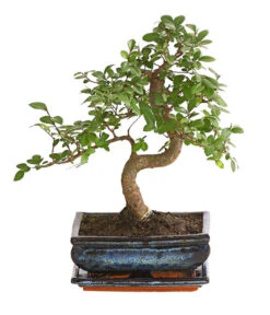 Wurzel Herz Verkaufsgeschäft 6 Bonsai Japanische Zelkove - Zelkova Serrata