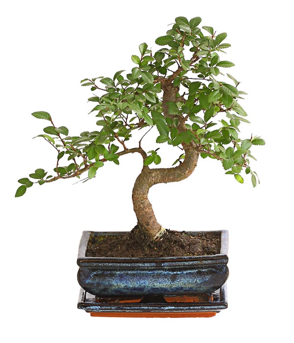 Bonsai Japanische Zelkove - Zelkova Serrata 1 Bonsai Japanische Zelkove - Zelkova Serrata