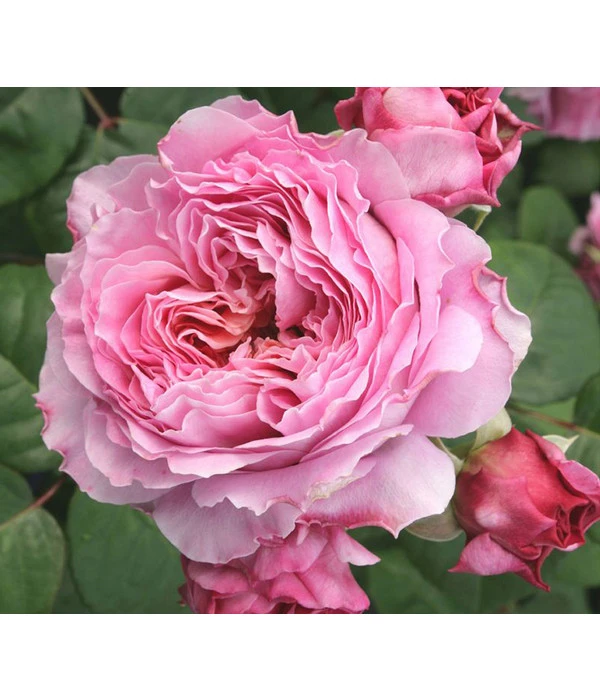 Nostalgie®-Edelrose 'Eisvogel®', Stämmchen 1 Nostalgie®-Edelrose 'Eisvogel®', Stämmchen