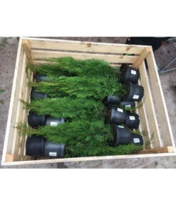 31 Meter Lebensbaum 'Smaragd', 125 X Ca. 40-60 Cm 8 31 Meter Lebensbaum 'Smaragd', 125 X Ca. 40-60 Cm -Wurzel Herz Verkaufsgeschäft 8295149 WE FS 001 ThujaPalette3Liter