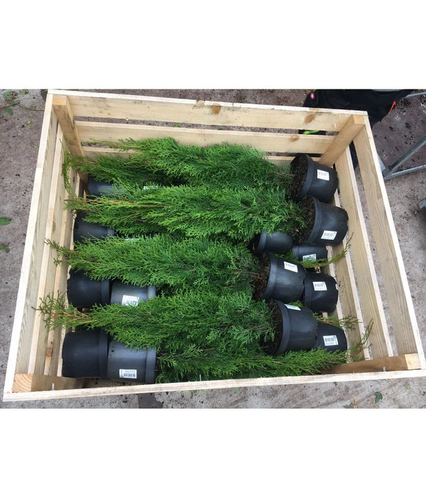 31 Meter Lebensbaum 'Smaragd', 125 X Ca. 40-60 Cm 4 31 Meter Lebensbaum 'Smaragd', 125 X Ca. 40-60 Cm – Bild 4