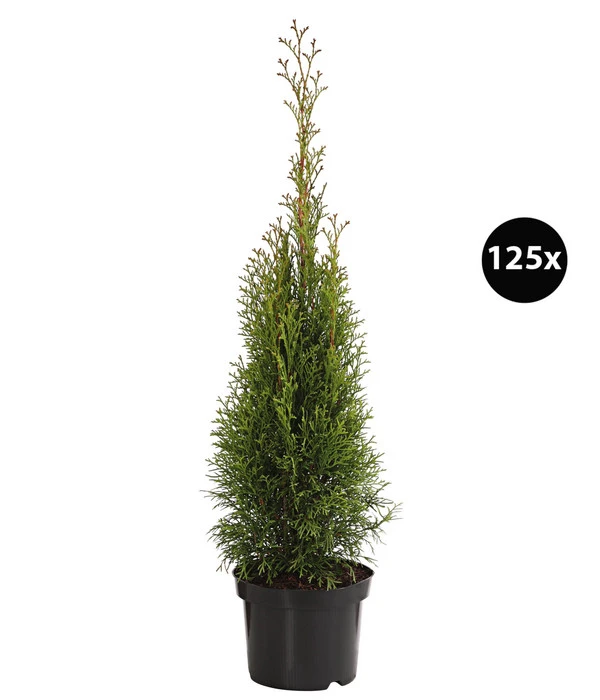 31 Meter Lebensbaum 'Smaragd', 125 X Ca. 40-60 Cm 1 31 Meter Lebensbaum 'Smaragd', 125 X Ca. 40-60 Cm