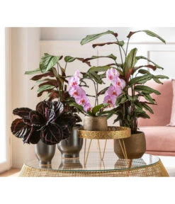 Korbmarante - Calathea 'Whitestar' -Wurzel Herz Verkaufsgeschäft 8297178 WE MO 002 Herzorchidee Calathea Muttertag