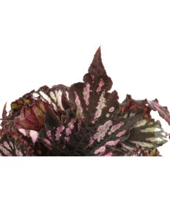 Blattbegonie - Begonia Rex Hybride, Verschiedene Sorten -Wurzel Herz Verkaufsgeschäft 8299638 WE DE 001 BegoniaRexMixT12