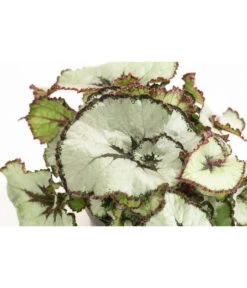 Blattbegonie - Begonia Rex Hybride, Verschiedene Sorten -Wurzel Herz Verkaufsgeschäft 8299638 WE DE 002 BegoniaRexMixT12
