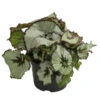 Blattbegonie - Begonia Rex Hybride, Verschiedene Sorten