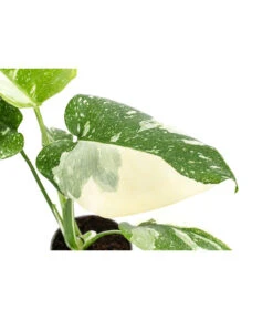 Fensterblatt - Monstera Deliciosa 'Thai Constellation', Panaschiert -Wurzel Herz Verkaufsgeschäft 8402034 WE DE 001 MonsteraThaiConstellationT6
