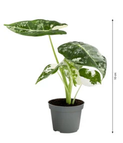 Pfeilblatt - Alocasia Micholitziana 'Frydek' Variegata, Panaschiert -Wurzel Herz Verkaufsgeschäft 8404626 WE BG 001 AlocasiaFrydekVariegataT6PfeilblattDehnerExpressHerzig