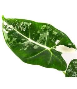 Pfeilblatt - Alocasia Micholitziana 'Frydek' Variegata, Panaschiert -Wurzel Herz Verkaufsgeschäft 8404626 WE DE 001 AlocasiaFrydekVariegataT6 Pfeilblatt DehnerExpressHerzig