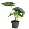 Pfeilblatt - Alocasia Micholitziana 'Frydek' Variegata, Panaschiert