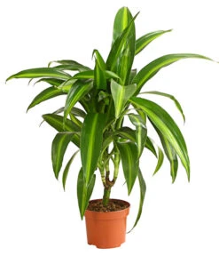 Drachenbaum - Dracaena Deremensis, Verschiedene Sorten -Wurzel Herz Verkaufsgeschäft 8408809 WE FS 003 DrachenbaumDracaenaDeremesisMixT12DehnerExpressHerzig