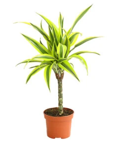 Drachenbaum - Dracaena Deremensis, Verschiedene Sorten -Wurzel Herz Verkaufsgeschäft 8408809 WE FS 004 DrachenbaumDracaenaDeremesisMixT12DehnerExpressHerzig