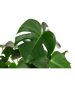 Fensterblatt - Monstera Deliciosa, Hydrokultur -Wurzel Herz Verkaufsgeschäft 8416802 WE DE 001 MonsteraDeliciosa2erHydroT18 19FensterblattDehnerExpressHerzig