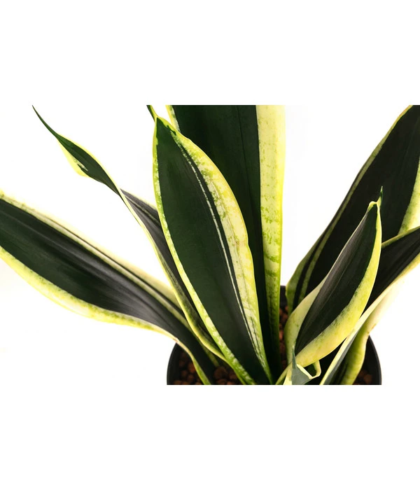 Bogenhanf - Sansevieria Trifasciata 'Super Flame', Hydrokultur 2 Bogenhanf - Sansevieria Trifasciata 'Super Flame', Hydrokultur – Bild 2