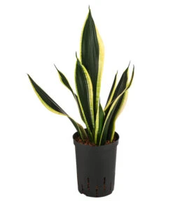 Wurzel Herz Verkaufsgeschäft 10 Bogenhanf - Sansevieria Trifasciata 'Super Flame', Hydrokultur