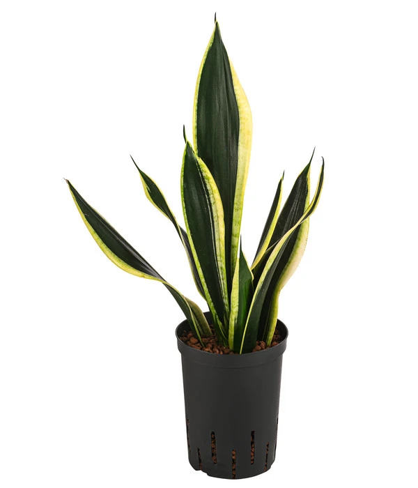 Bogenhanf - Sansevieria Trifasciata 'Super Flame', Hydrokultur 1 Bogenhanf - Sansevieria Trifasciata 'Super Flame', Hydrokultur