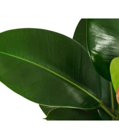 Gummibaum - Ficus Elastica 'Robusta', Hydrokultur -Wurzel Herz Verkaufsgeschäft 8416885 WE DE 002 FicusElasticaRobustaHydroT18 19Gummibaum