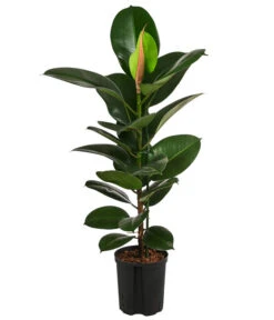 Gummibaum - Ficus Elastica 'Robusta', Hydrokultur