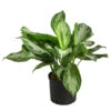 Kolbenfaden - Aglaonema 'Silverbay', Hydrokultur
