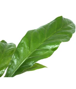 Blattanthurie - Anthurium Ellipticum 'Jungle King', Hydrokultur -Wurzel Herz Verkaufsgeschäft 8425381 WE DE 001 AnthuriumJunglebush1519H50