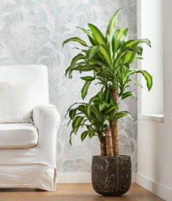 Drachenbaum - Dracaena Fragrans 'Massangeana', In Keramik -Wurzel Herz Verkaufsgeschäft 8478695 WE MO 001 DracaenaMassangeanaT21KeramikAmberEarth