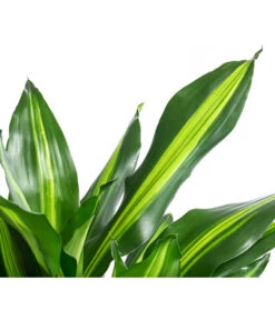 Drachenbaum - Dracaena Fragrans 'Cintho', In Seegras-Korb Phil -Wurzel Herz Verkaufsgeschäft 8478703 WE DE 001 DracaenaCinthoT21imKorbPhil gruen natur