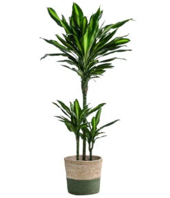 Drachenbaum - Dracaena Fragrans 'Cintho', In Seegras-Korb Phil