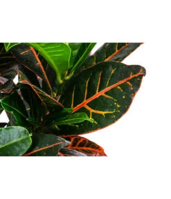 Wunderstrauch - Codiaeum Variegatum 'Petra', In Seegras-Korb 6 Wunderstrauch - Codiaeum Variegatum 'Petra', In Seegras-Korb -Wurzel Herz Verkaufsgeschäft 8478711 WE DE 001 CodiaeumPetrainKorb