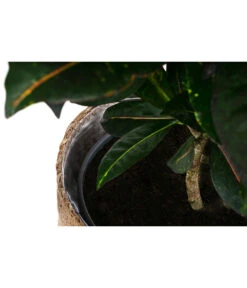 Wunderstrauch - Codiaeum Variegatum 'Petra', In Seegras-Korb 7 Wunderstrauch - Codiaeum Variegatum 'Petra', In Seegras-Korb -Wurzel Herz Verkaufsgeschäft 8478711 WE DE 002 CodiaeumPetrainKorb